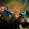 Mandarin Fishes
