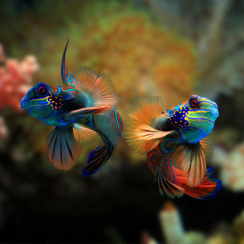 Mandarin Fishes