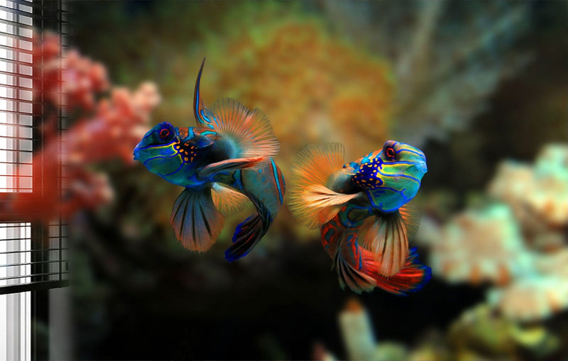 Mandarin Fishes