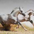 Artronauts Art Glass Print The Horses