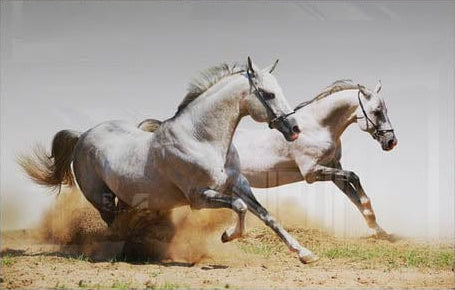 The Horses