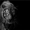 Artronauts Art Glass Print Tiger Black & White