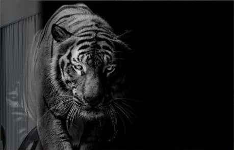 Tiger Black & White