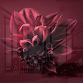 Artronauts Art Glass Print Dahlia Flower II