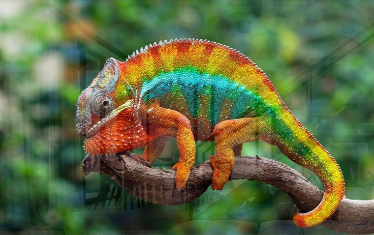 Chameleon II