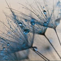 Artronauts Glass Print The Dandelion