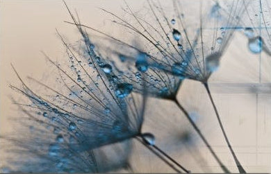 Artronauts Glass Print The Dandelion
