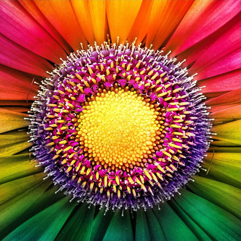 Gerbera Flower