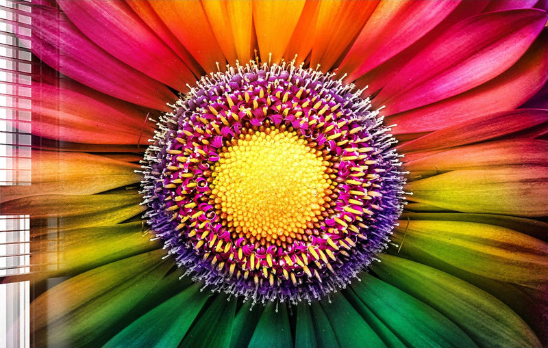 Gerbera Flower