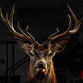 Artronauts Glass Print Deer