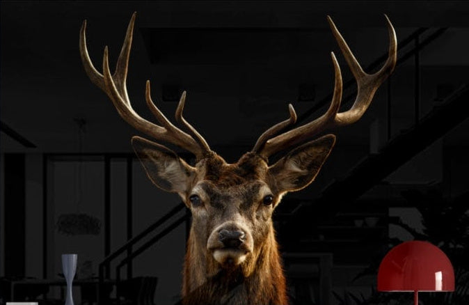 Deer