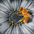 Artronauts Art Clearance T. Honey Bee