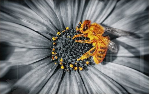 Honey Bee