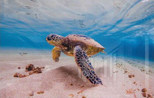 Sea Turtle