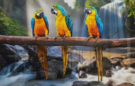 Parrots