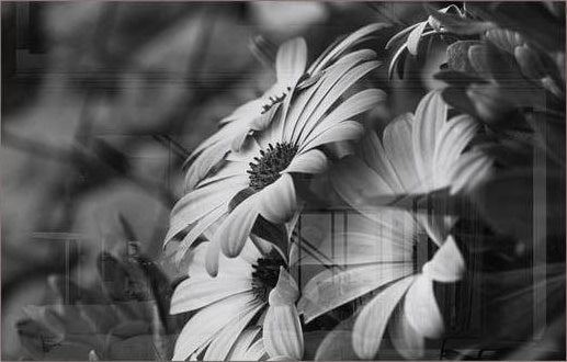 Black - White Flower