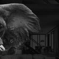 Artronauts Glass Print Elephant