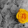 Artronauts Art Glass Print Yellow Rose