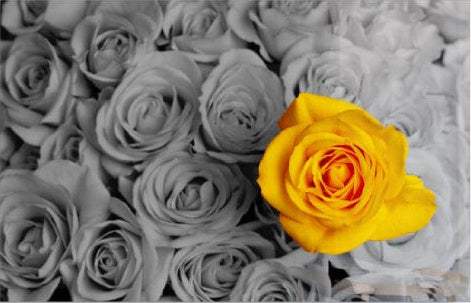 Yellow Rose