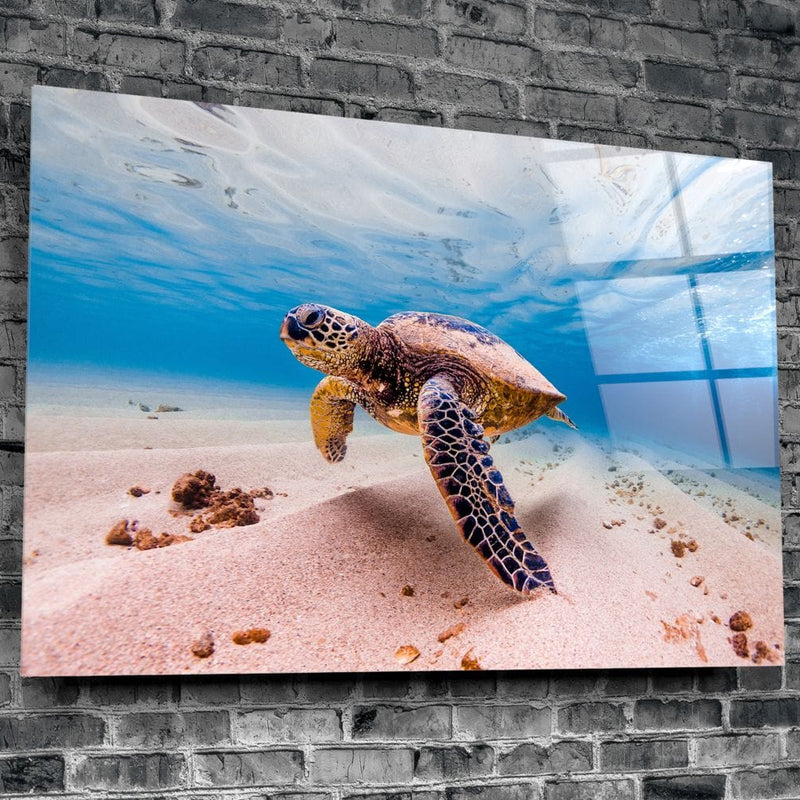 Artronauts Art Clearance T. Sea Turtle