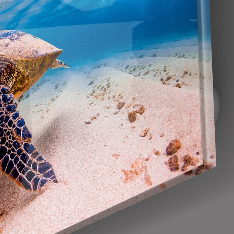 Artronauts Art Clearance T. Sea Turtle