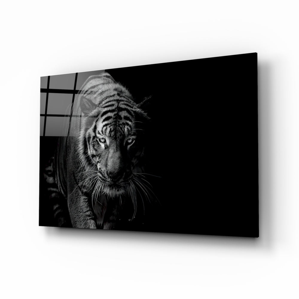 Tiger Black & White